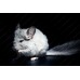 Chinchilla mosaico